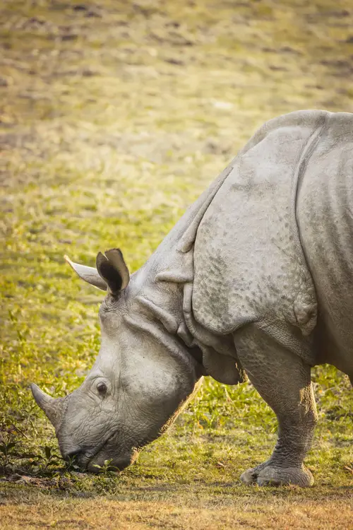 product page main image