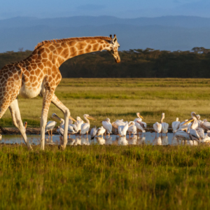 product page main image