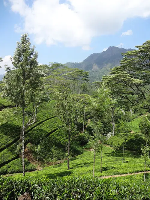 product page main image