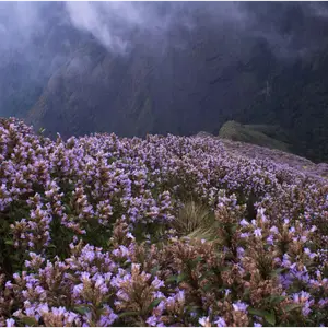 Vast field of purple flowers on a misty mountain slope, with dark green mountains in the background in munnar