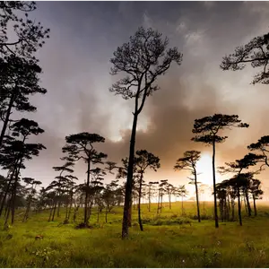 Silhouetted pine trees against a dramatic sky with dark clouds and a bright orange glow near the horizon in Kodaikanal